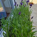 Voeroes Patak Apartmanhaz -red Creek Apartmant House * Balatonfuzfo