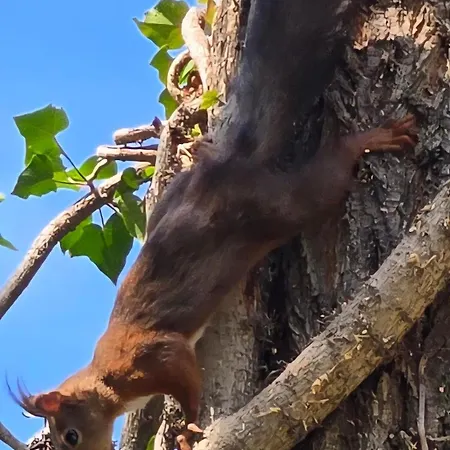 Apartment Voeroes Patak Apartmanhaz -red Creek Apartmant House Balatonfůzfő