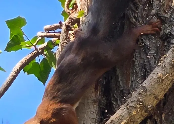 Apartment Voeroes Patak Apartmanhaz -red Creek Apartmant House Balatonfuzfo