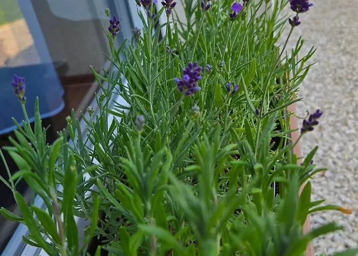 Voeroes Patak Apartmanhaz -red Creek Apartmant House * Balatonfůzfő